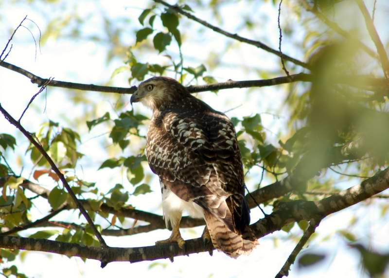 Young red-tailed hawk