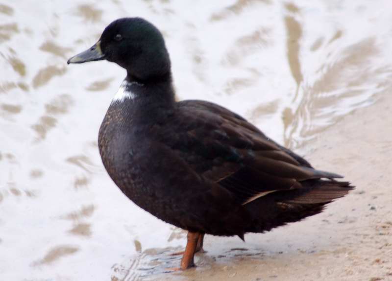 A mallard/American black duck hybrid