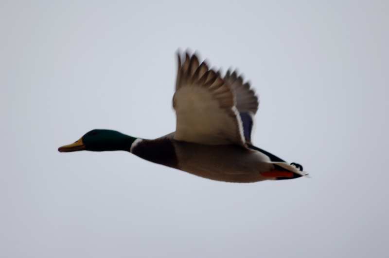 Male mallard in flight