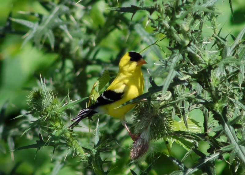 Male American goldfinch