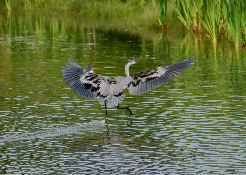 Great Blue heron in flight