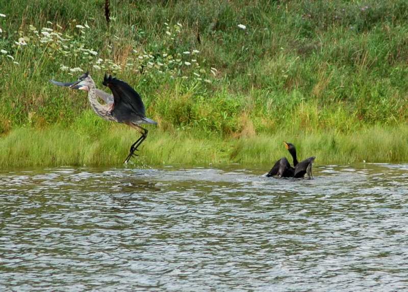 A double crested cormorant attacking a great blue heron