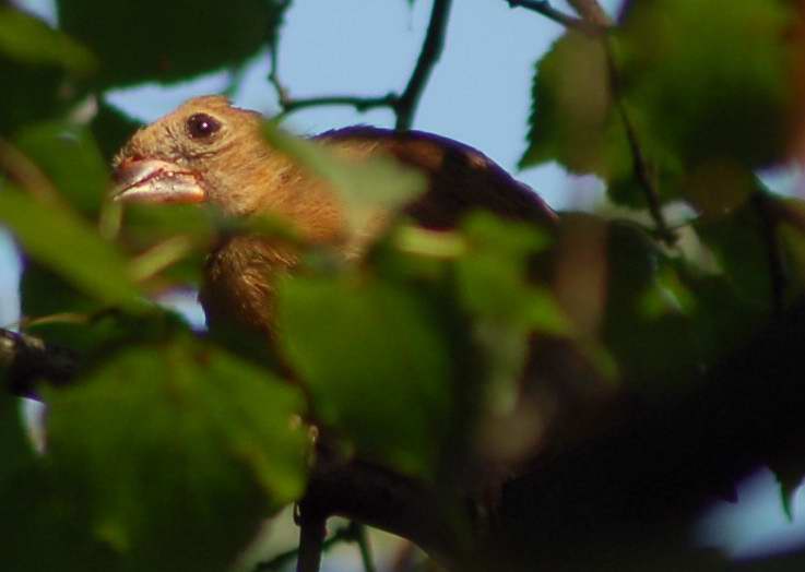 Juvenile female northern cardinal