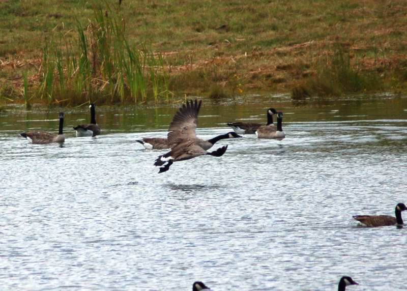 Canada goose playing
