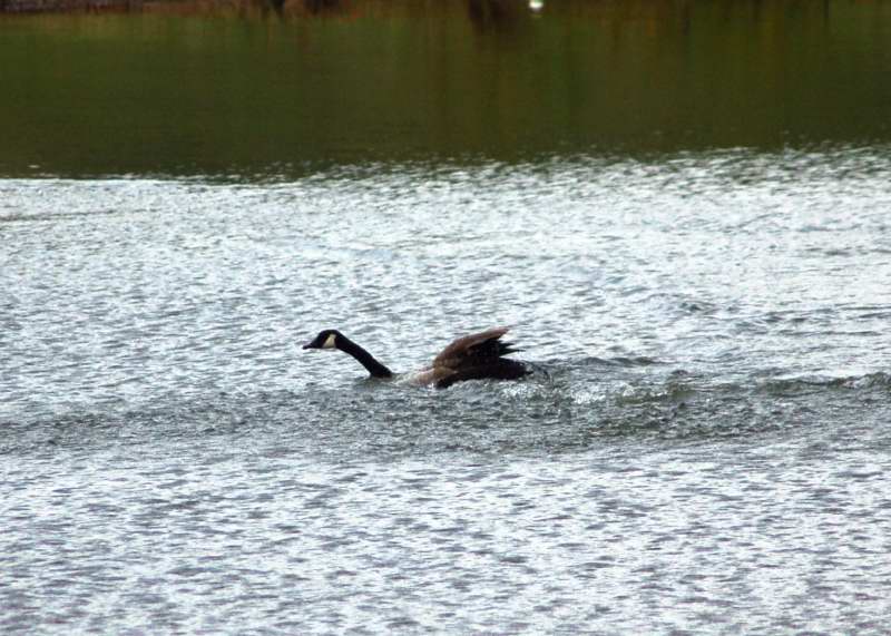 Canada goose playing