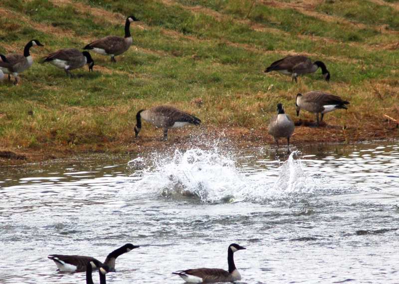 Canada geese playing