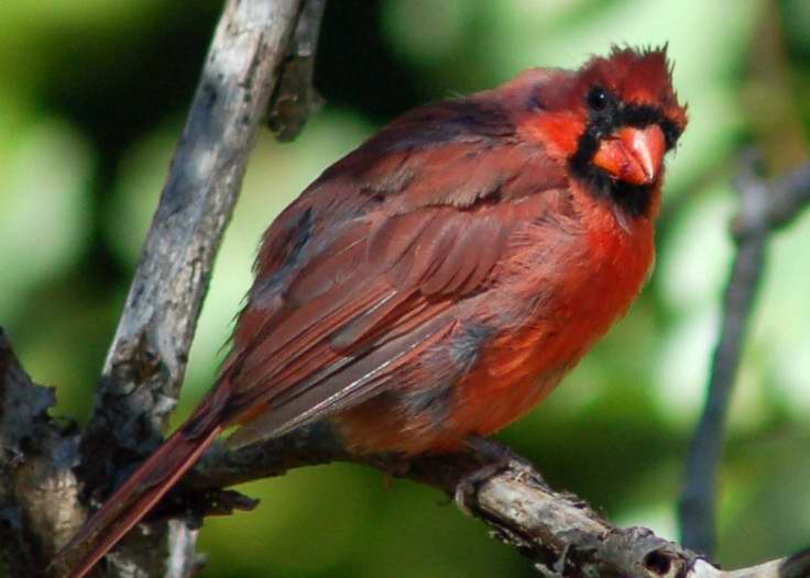 Juvenile male northern cardinal