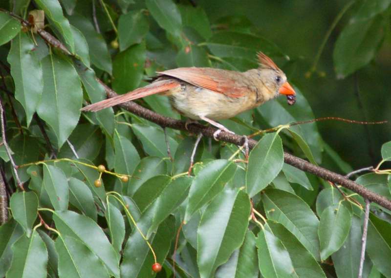 Female northern cardinal