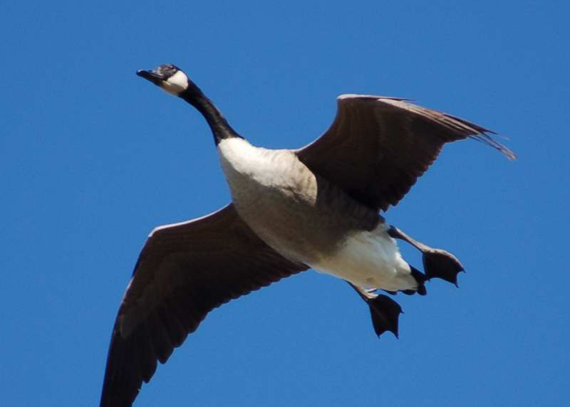 Canada goose in flight
