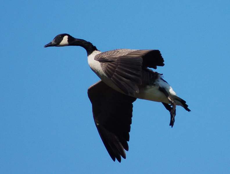 Canada goose coming in for a landing