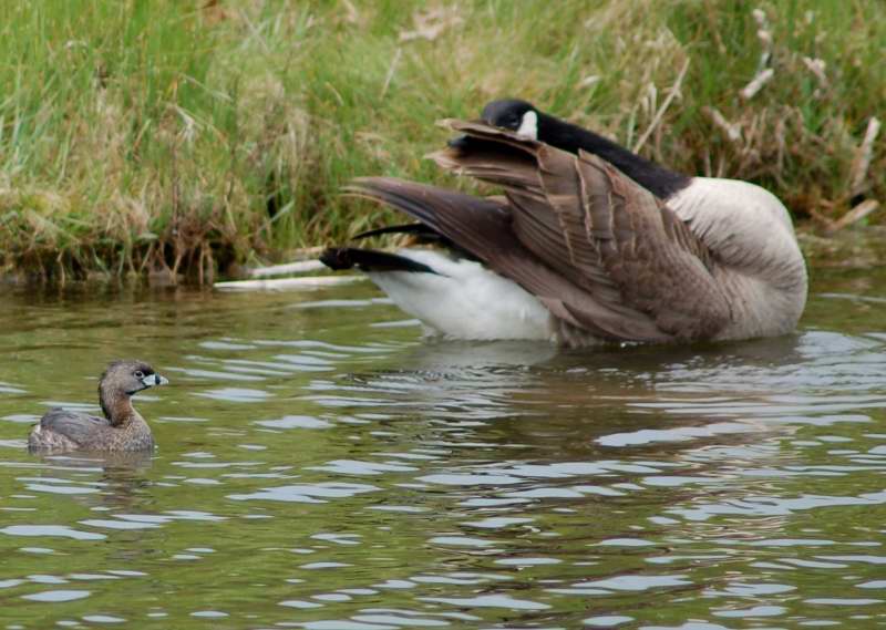 Pied-billed Grebe and Canada goose for size reference