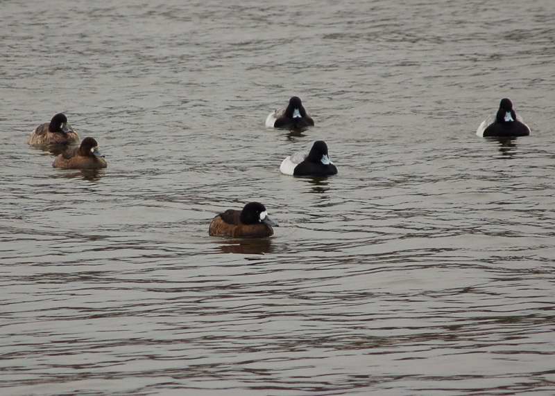 Greater scaups