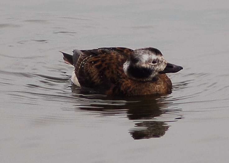 Female long tailed duck