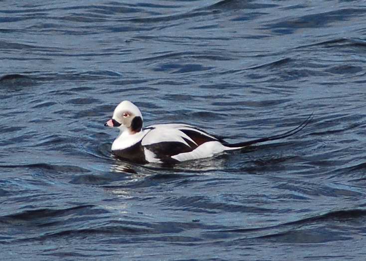 Male Long-tailed duck