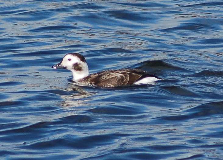 Female Long-tailed duck
