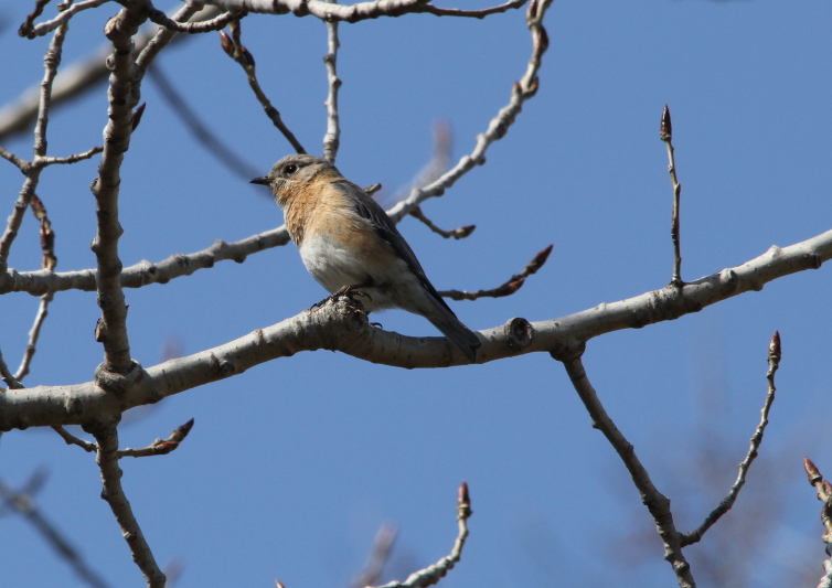 Female eastern bluebird