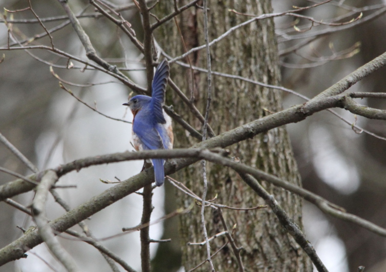 Eastern Bluebird waving hello