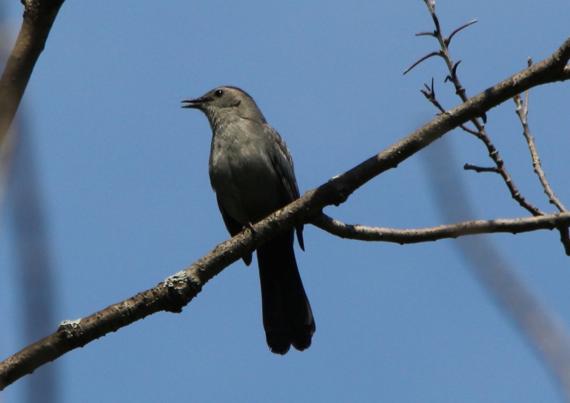 Grey catbird singing