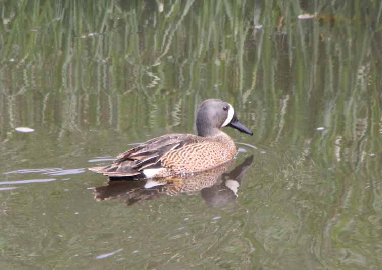 Male Blue winged teal