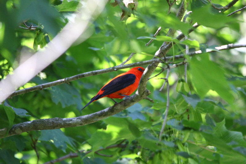 Male scarlet tanager