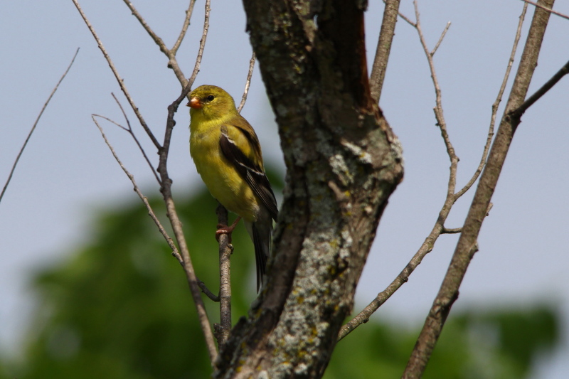 Female American goldfinch