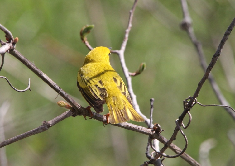 Male yellow warbler