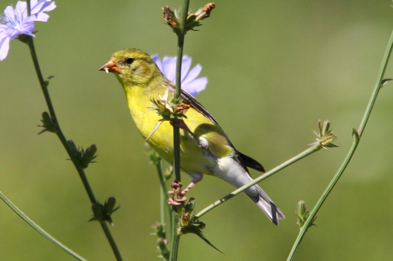 Female American goldfinch