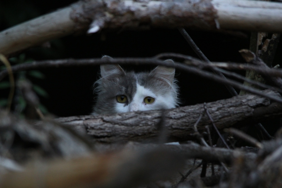Peeping Tom cat