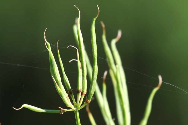 Crown vetch seed pods