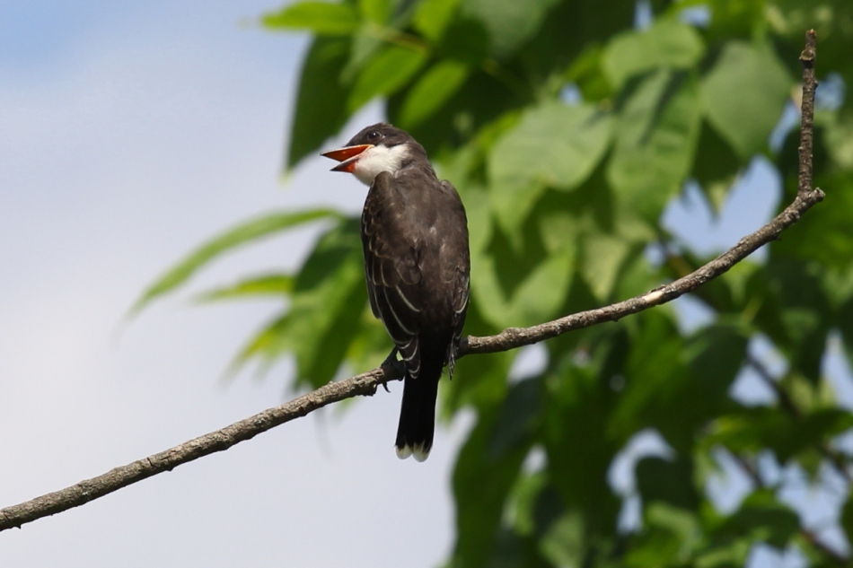 Juvenile eastern kingbird saying "FEED ME!"