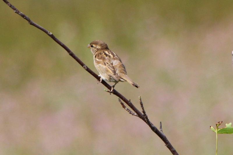Female English sparrow