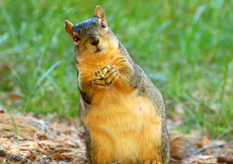 Alabama Leaning Squirrel