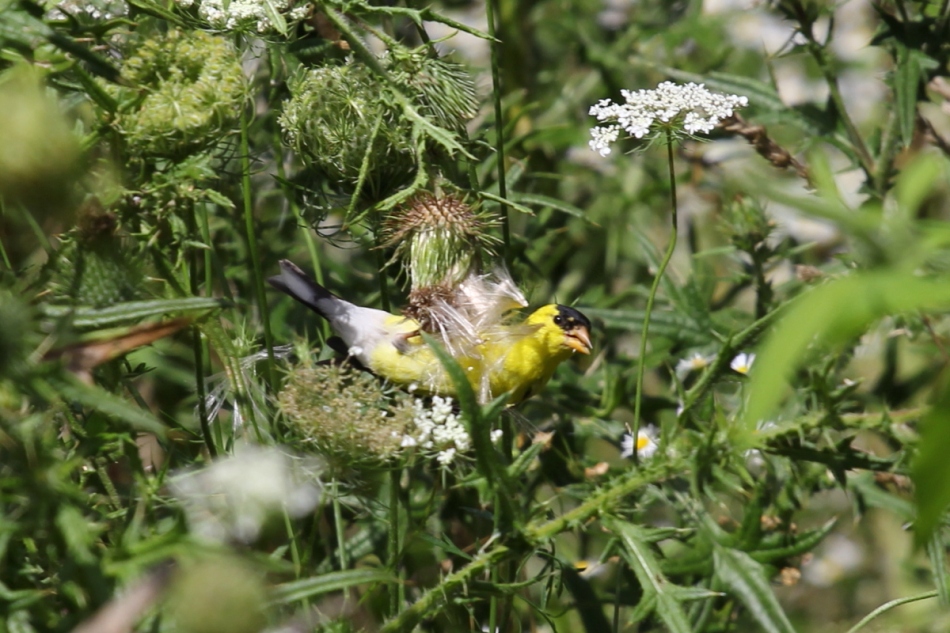Male American goldfinch