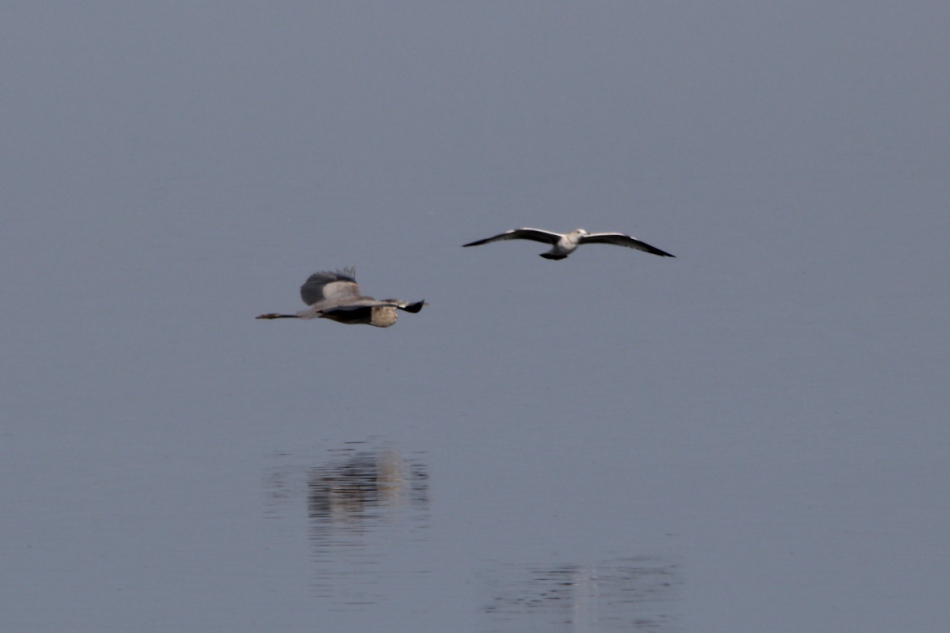 Heron and gull ballet