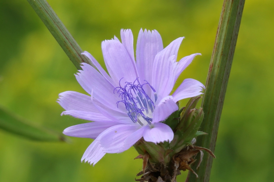 Almost pink chicory