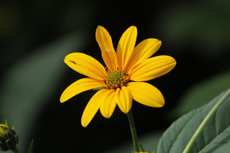 Unidentified sunflower