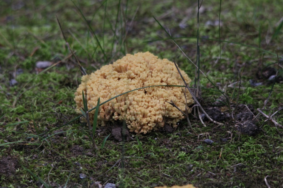 Unidentified fungal object