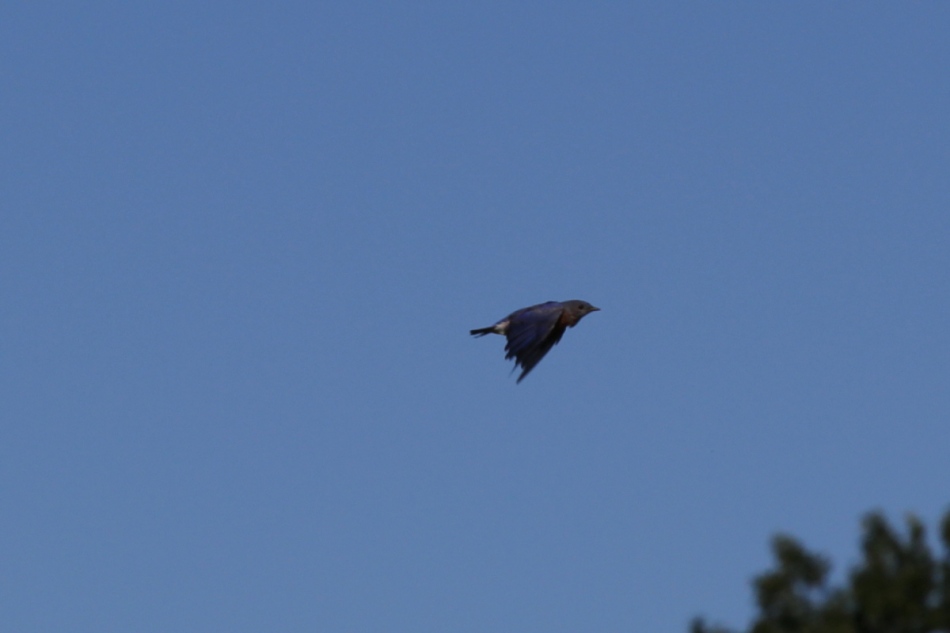 Eastern bluebird in flight