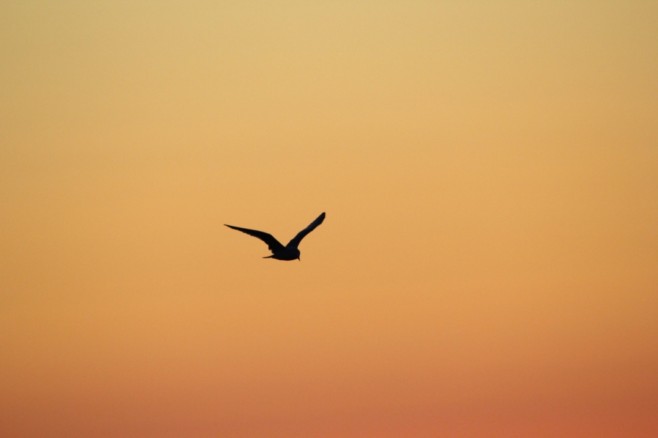 Gull at sunrise
