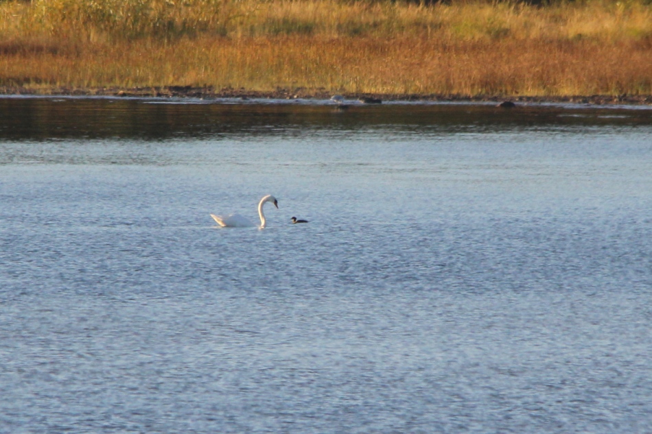 Mute swan and unidentified waterfowl