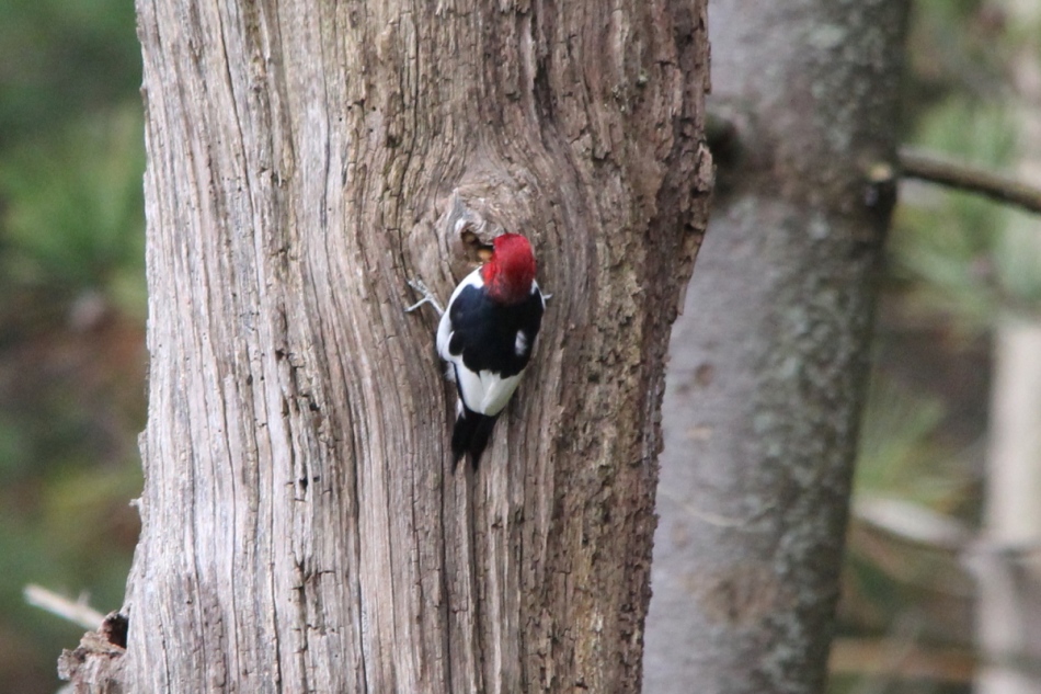 Red-headed woodpecker adding to its stash of nuts