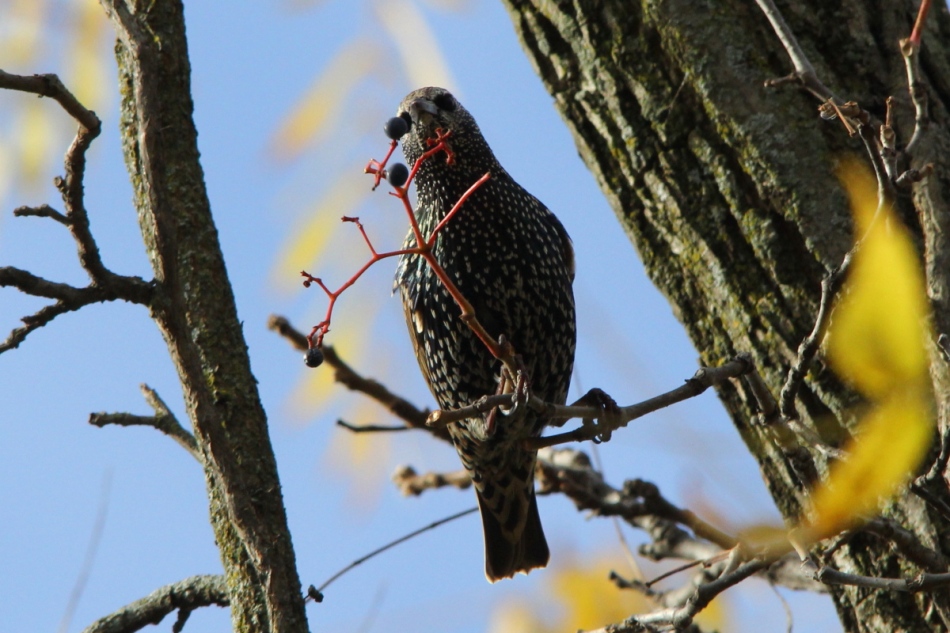 Starling swallowing a berry
