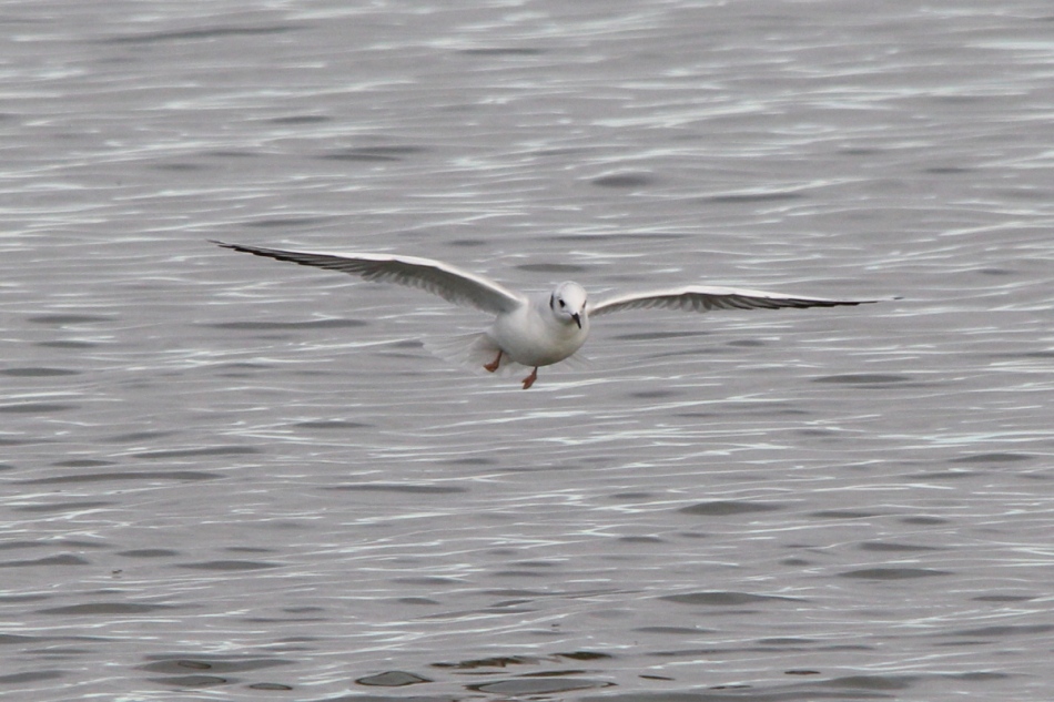 Bonaparte's gull in flight