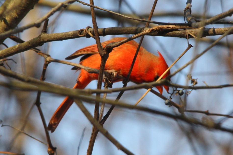 Male northern cardinal eating grapes