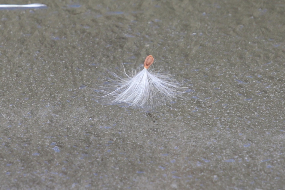 Milkweed seed on ice
