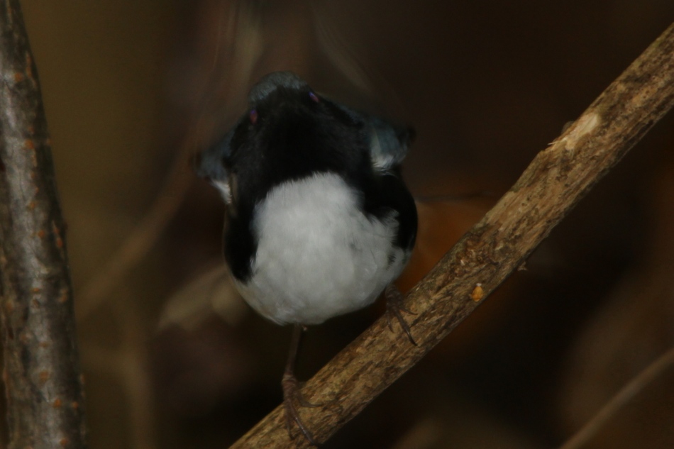 Black-throated Blue Warbler, Setophaga caerulescens