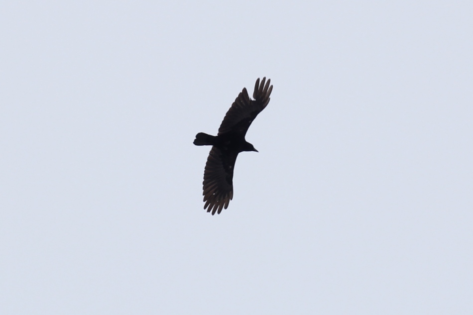 American crow in flight