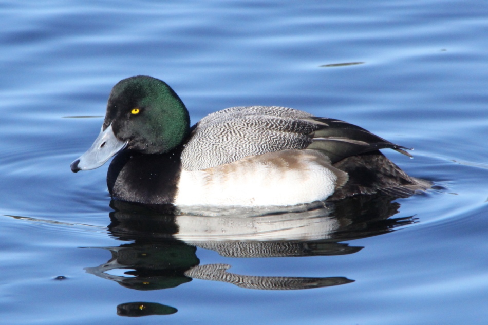 Male greater scaup