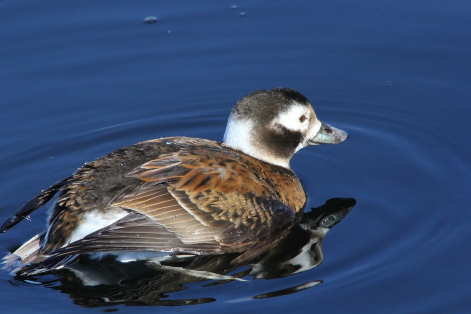 Female long-tailed duck