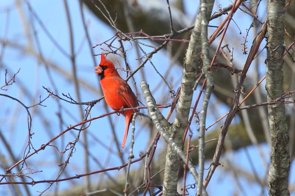 Male northern cardinal singing
